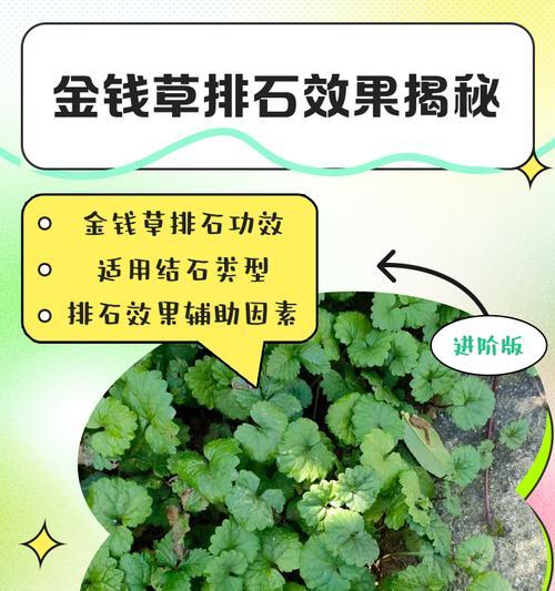 《探寻石质碎片草药的奇妙用途》（发现未知的草药世界）
