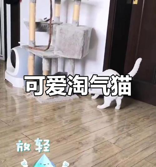 可爱淘气猫游戏攻略（小猫终于可以摆脱纠缠）